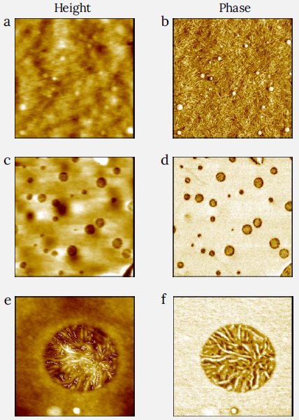Images of PS and LDPE blend film measured with CleanDrive. The sample was prepared by spin-cast of its toluene solution on Si substrate. (a) and (b) show the height and the phase image of the LDPE matrix (zoom between the round domains in Figure 5) with fibrils clearly visible in the phase image. Image size: 2 x 2 µm2, height range: 30 nm, phase range 55°. (c) and (d) show the height and the phase of higher resolution images of the surface of one of the round PS domains from Figure 5. The flat area in the phase image shows microscopic dark inlusions of LDPE material with additional contrast. Image size: 2 x 2 µm2, height range: 10 nm, phase range 50°. (e) and (f) show the height and the phase images of a zoom on one of the inclusions from (c) and (d), showing that the increased contrast orginates from a clearly resolved fibrillar structure. Image size: 0.6 x 0.6 µm2, height range: 6 nm, phase range 110°.