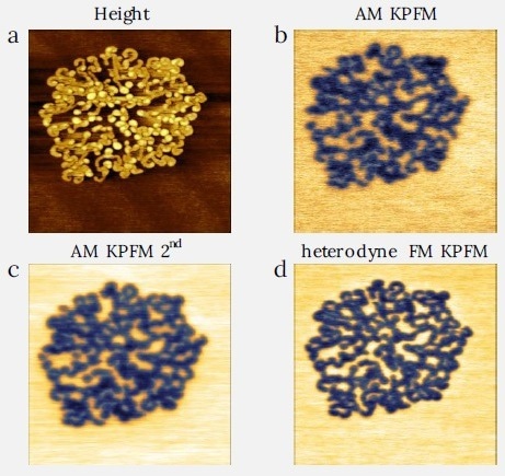 Comparison between the AM and FM KPFM modes on fluorinated alkane sample F14H20. Image size: 2 x 2 µm2. FM KPFM shows best contrast.  (a) height range: 4 nm, (b) CPD range: 0.9 V, (c) CPD range: 1.1 V, (d) CPD range: 2 V.