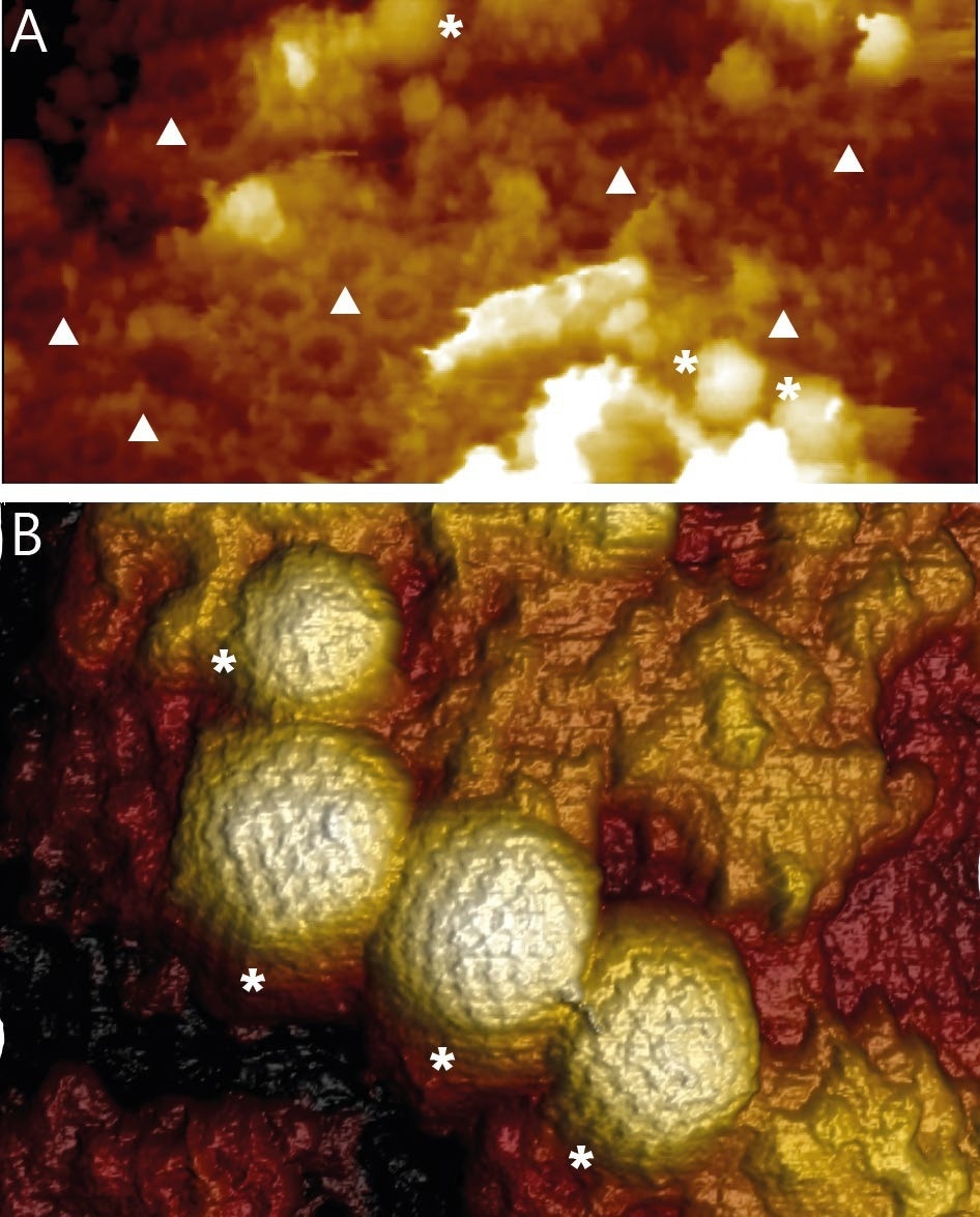 A) Overview image of the surface of an intact isolated and fixed nucleus. The image reveals NPCs (?) and HSV-1 capsids (*) bound to NPCs. Image width 1650 nm. B) 3D rendered AFM topography of multiple HSV-1 capsids bound to an intact nucleus. Image width 590 nm.