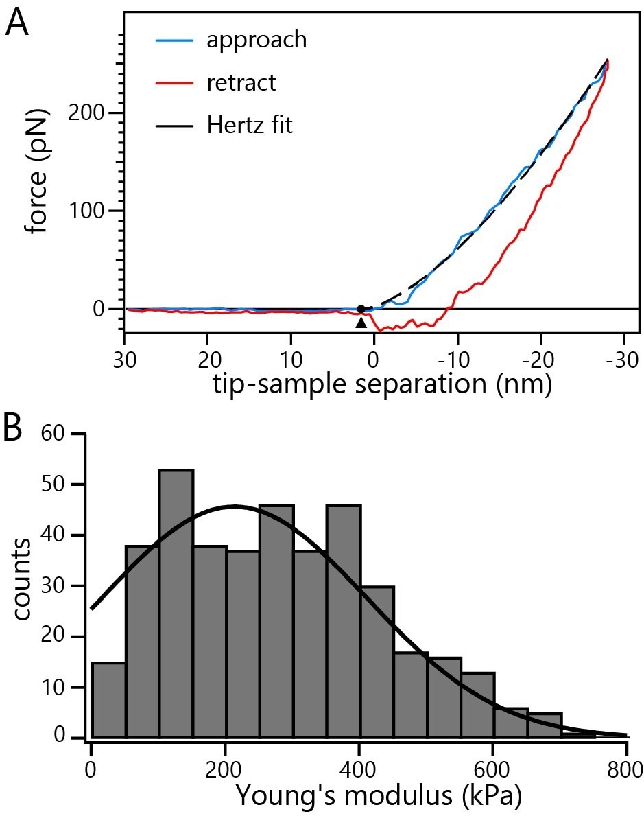 A) Representative indentation curve on a non-fixed nucleus incubated with C-capsids. The dashed line represents the fit of the Hertz model to the data. B) Histogram of Young’s moduli from repeated probing of multiple non-fixed intact nuclei incubated with C-capsids.
