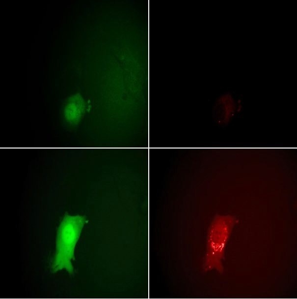 Monitoring the stages of the VACV lifecycle microscopically by eGFP and mCherry fluorescence signals. Top row: 7 hours post infection, bottom row: 11.5 hours. The intensity of the EGFP signals on the left clearly show the entering of the early and late viral gene expression phases. The strong increase in the mCherry intensity at the right between 7 and 11.5 hours indicates the assembly of new virions.