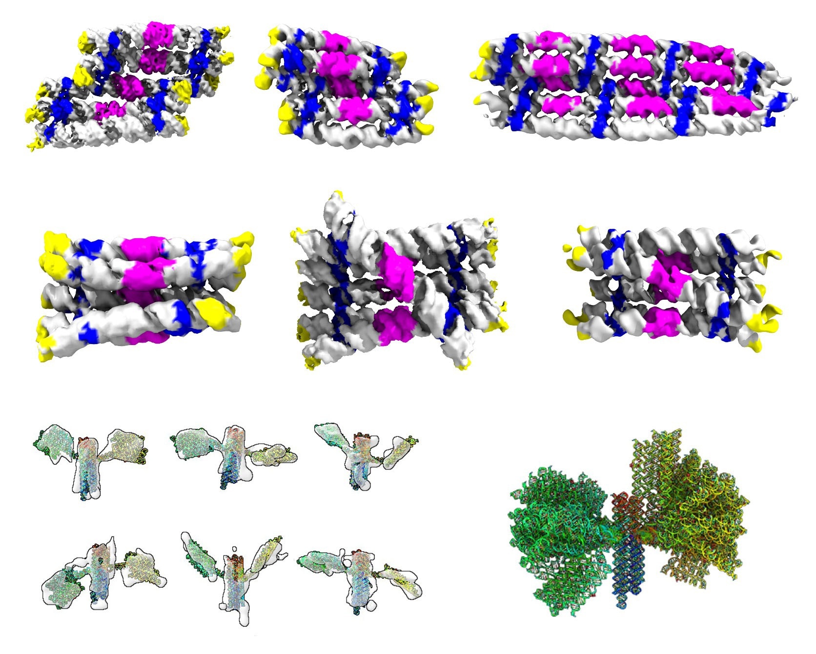 Gallery of the different RNA origami structures that were determined by cryogenic electron microscopy and tomography. Top rows show structures of RNA rectangles and cylinders colored by RNA motifs. Bottom row shows structures of the nanosatellite colored in rainbow in the reading direction of an RNA strand. © Ebbe Sloth Andersen, PhD