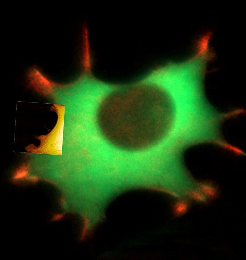 Live fibroblast imaged with inverted light microscope and AFM in cell culture conditions. Left, cell with genetically encoded fluorescent makers (actin-mcherry, gfp-paxilin). Right, AFM image, 10 µm width.