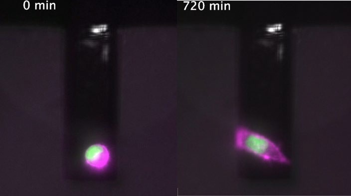Identical cell at t = 0 and t = 12 h during cell mass measurement (PicoBalance) facilitated by the Live Cell Incubator.
