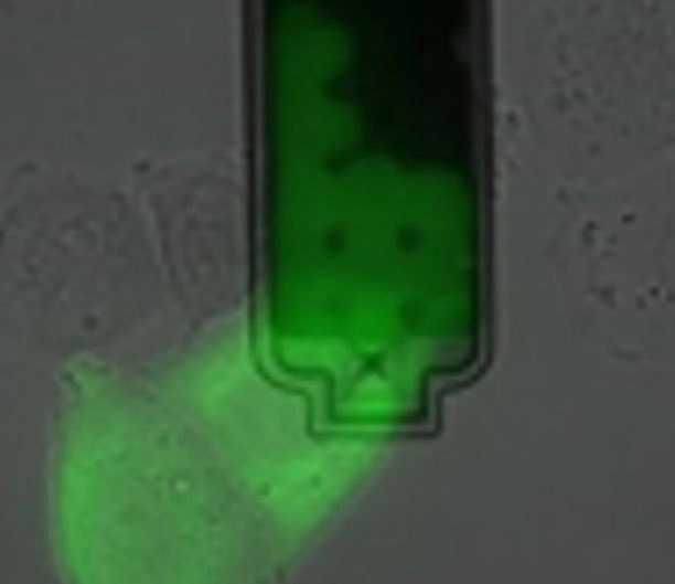 Extraction of sub-picoliter sample of nucleoplasm and cytoplasm from live cells without killing them.