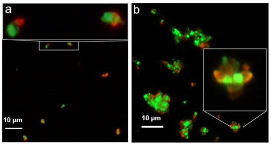Images of coupled sub-micron biotinylated FNDs containing NVN centers (green) and streptavidin functionalized FNDs containing NV centers (red), comparing a) 30 minute incubation time and b) overnight incubation.