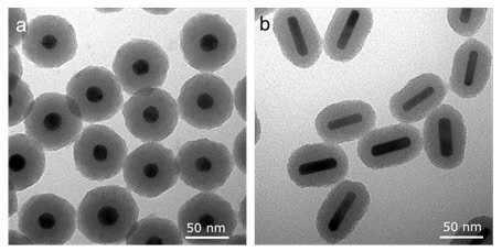 Scanning electron microscopy (SEM) image of (a) Silica-coated gold nanospheres and (b) silica-coated gold nanorods.