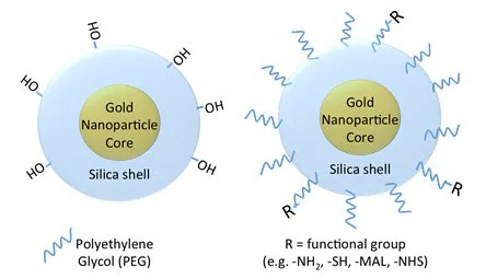 Silica-coated gold nanoparticle surface chemistry, showing a bare silica surface (left) with hydroxyl functional groups and a polyethylene glycol (PEG) coated nanoparticle that can be functionalized with different end groups including amines, thiols, maleimides, and N-hydroxysuccinimides, etc.