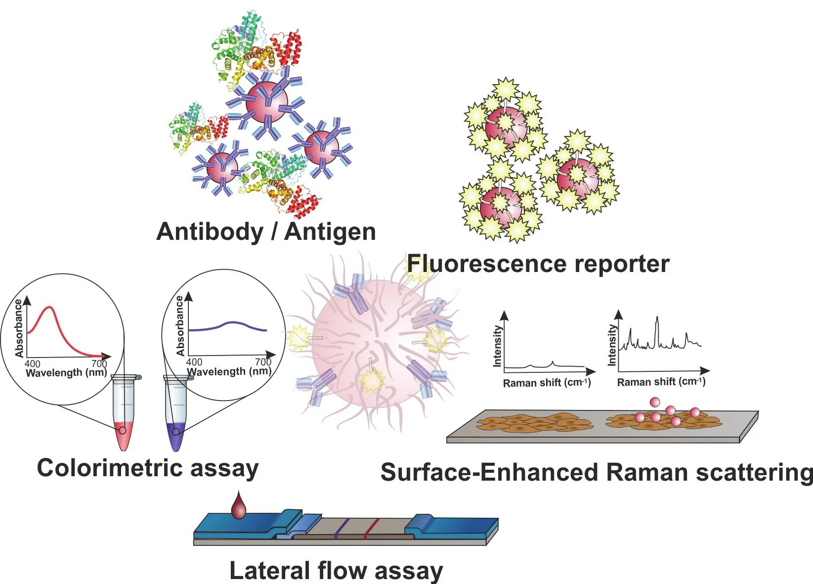 Gold nanoparticles (AuNPs) for molecular diagnostics. AuNPs may be used in a plethora of diagnostics schemes based on antibody-antigen recognition or DNA hybridization, such as colorimetric assays based on inter-particle distance; fluorescence modulation as a function of the distance between the fluorophore and the AuNP surface; Surface Enhanced Raman Spectroscopy (SERS); and the application of AuNPs as tags in lateral flow platforms (LFAs) for point-of-need.
