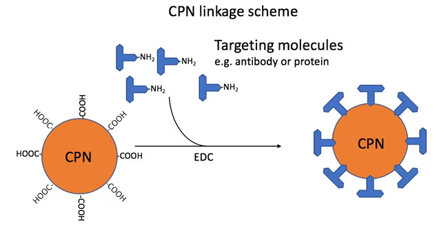 Figure 1. Linkage scheme: CPNs linked via carboxyl groups to amino groups on targeting molecules, such as antibodies. This reaction is mediated by the use of 1-ethyl-3-(3-dimethylaminopropyl)carbodiimide (EDC). The ratio used in the standard linkage protocol would attach approximately 40 antibody IgG to each CPN. Image Credit: Merck