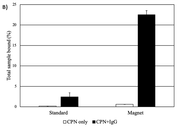 Figure 4. A) Solutions of CPNs under UV illumination and magnetic fields, outlining their dual modality for magnetism and fluorescence. (Edited and reprinted from Howes et al.)2 B) CPNs increase propensity for binding in a plate-based IgG binding assay. CPNs either unlinked or linked to IgG were incubated on plates coated with protein A/G to measure binding events. CPNs linked to IgG display a far stronger assay signal when a magnet is applied, as CPNs are pulled down towards the bottom of the plate, locally increasing their concentration at the site of the target. Image Credit: Merck