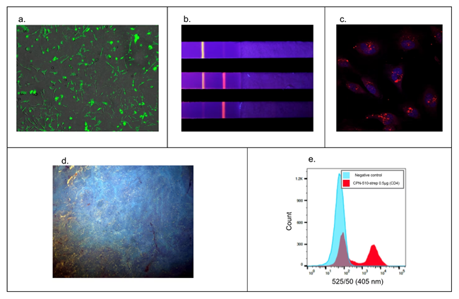 Figure 7. Versatility in a wide range of applications. A) Fluorescence microscopy. HEK293T cell membranes labeled with Cat. No. 905038.9 B) Rapid diagnostic tests with CPN-based rapid diagnostic test strip. Multiple particles can be used simultaneously on one strip for multiple diagnoses.12,13 C) Z-Stack microscopy. HeLa cells stained with Cat. No. 904996 (red) and nuclei stain (DAPI, blue).9 D) Tissue staining using microscopy with UV surface excitation optical section imaging system. Structures can be labeled in paraffin-embedded tissue using Cat. No. 905038 (yellow). E) Flow cytometry. Cat. No. 905038 showing labeling of 50% subpopulation of CD-4 positive cells in flow cytometry.5,9,17 Image Credit: Merck