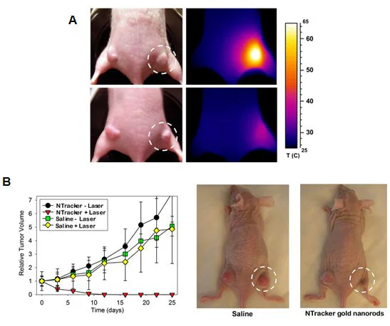 A) Photothermal cancer therapy in mice using gold nanorods and an external diode laser to heat and destroy the cancer cells (courtesy of Nanopartz, Inc.). B) Ablation of cancer cells using pulsed near infrared laser and gold nanorods (courtesy of Nanopartz, Inc.).