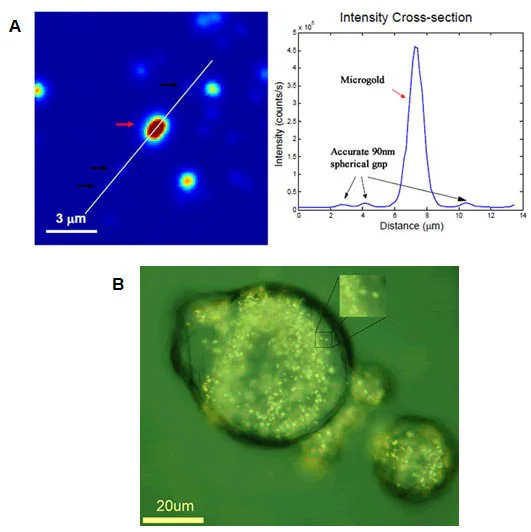 A) Microgold (Product No. 716960) used for single particle measurements in light microscopy (courtesy of Dr. Stephan Link, Rice University). B) Microgold used for cytosome uptake in cancer cell for drug delivery (courtesy of Dr. Eugene Zubarev, Rice University).