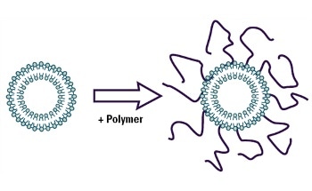 Liposomes and The Use of Zeta Potential Measurements to Study Sterically Stabilized Liposomes