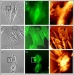 Optical and AFM Imaging of Cells