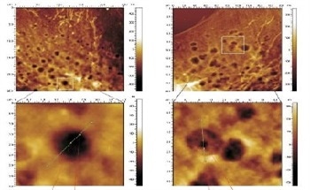 Soft Lithography Enhances Biological Cells Imaging