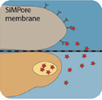 More Physiologically Relevant Co-Culture Studies with SiMPore CytoVu Membranes