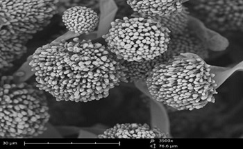 Fast, Automated Imaging with Tabletop SEM