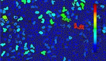 Nanoparticle Analysis – Rapidly Determining the Area of Nucleated Nanoparticles