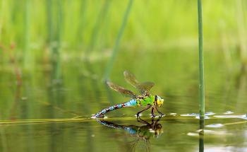 The Antibacterial Properties of Dragonfly-Inspired Nanocoatings
