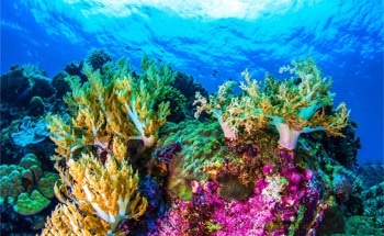 How Can Nanotechnology Help Protect Coral Reefs?