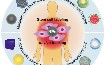 Enhancing Stem Cell Tracking with Nanoparticle Imaging Agents