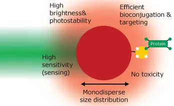 Discover Fluorescent Nanomaterials in Bioimaging