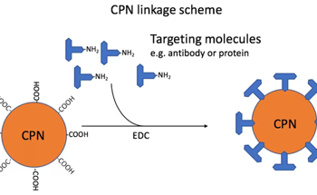 Understanding Conjugated Polymer Nanoparticles (CNPs) in Bioimaging