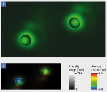 Simultaneous AFM and FLIM measurements on nanoparticles. Scan size 800nm². [1] 3D height information with fluorescence signal overlaid in green. [2] Lifetime signal.