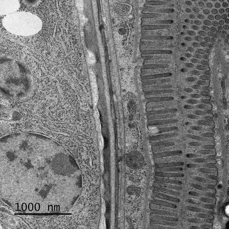 High-resolution image of C. elegans stomach sample.
