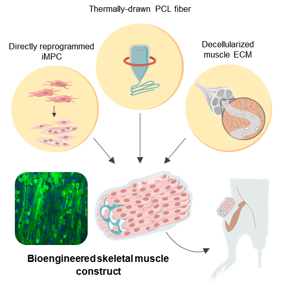 Schematic illustration of the 3D skeletal muscle-like bioengineered constructs.