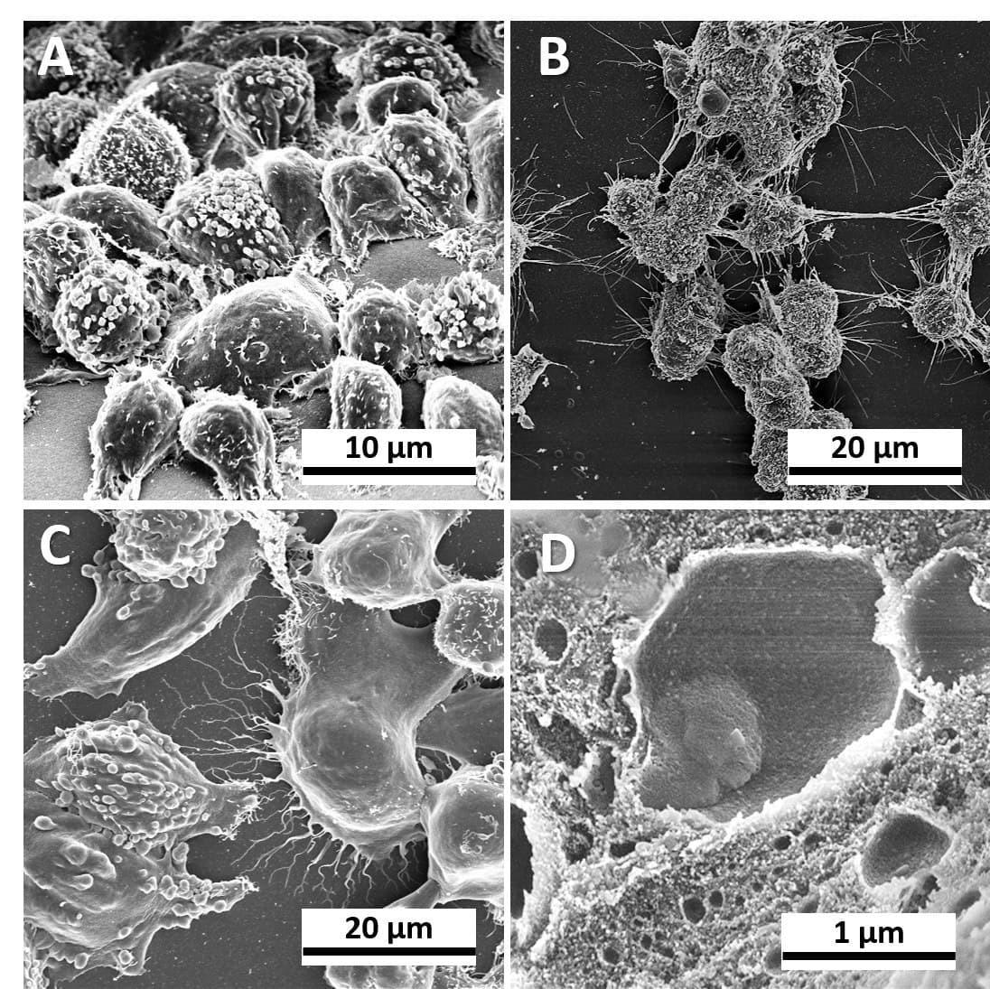 Magnetic Nanoparticles-Based Reproducible System for Co-Cultivation of Cells.