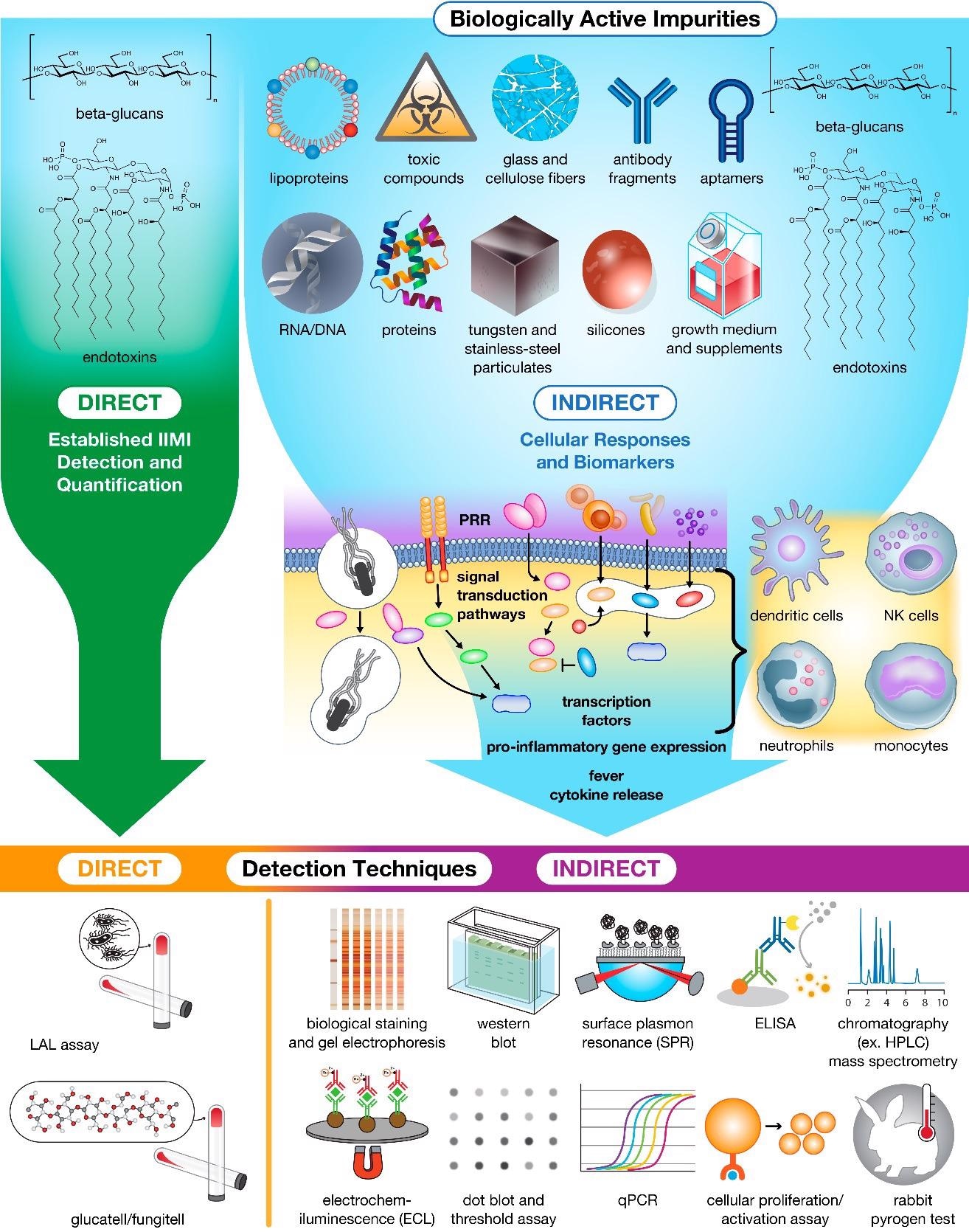 Impurities in drug products trigger innate cellular responses and produce biomarkers for bioassay detection and Quantification. Currently, only ß-glucans and endotoxins can be detected and quantified directly using specialized assays. The remaining population of impurities must instead be detected and quantified indirectly using downstream biomarkers (e.g., proteins, peptides, and nucleic acids) and immune cell activation as hallmarks of contamination.
