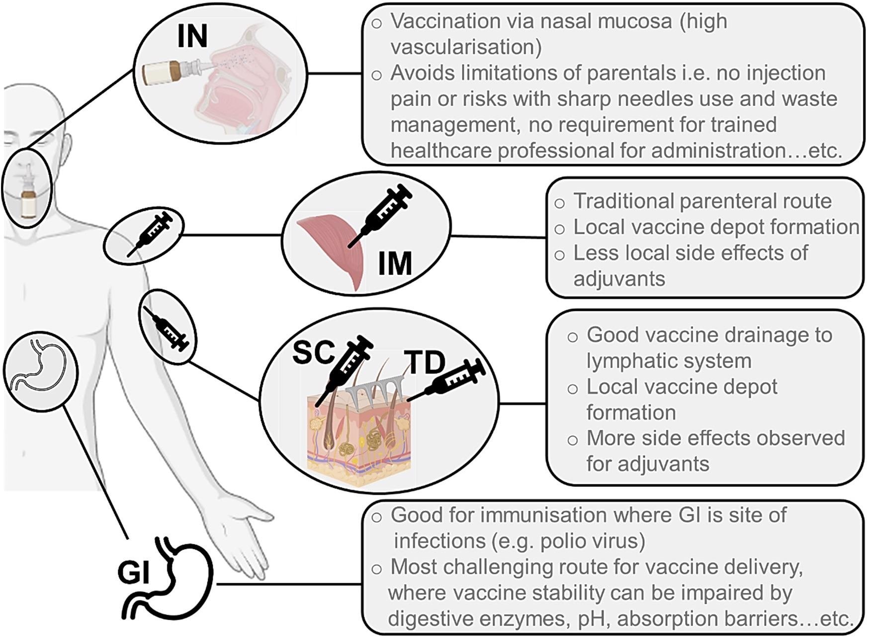 Illustration of the main routes of administration used for delivery of vaccines against viruses. These are IN (intranasal), IM (intramuscular), SC (subcutaneous), TD (transdermal) and oral (GI, gastrointestinal).