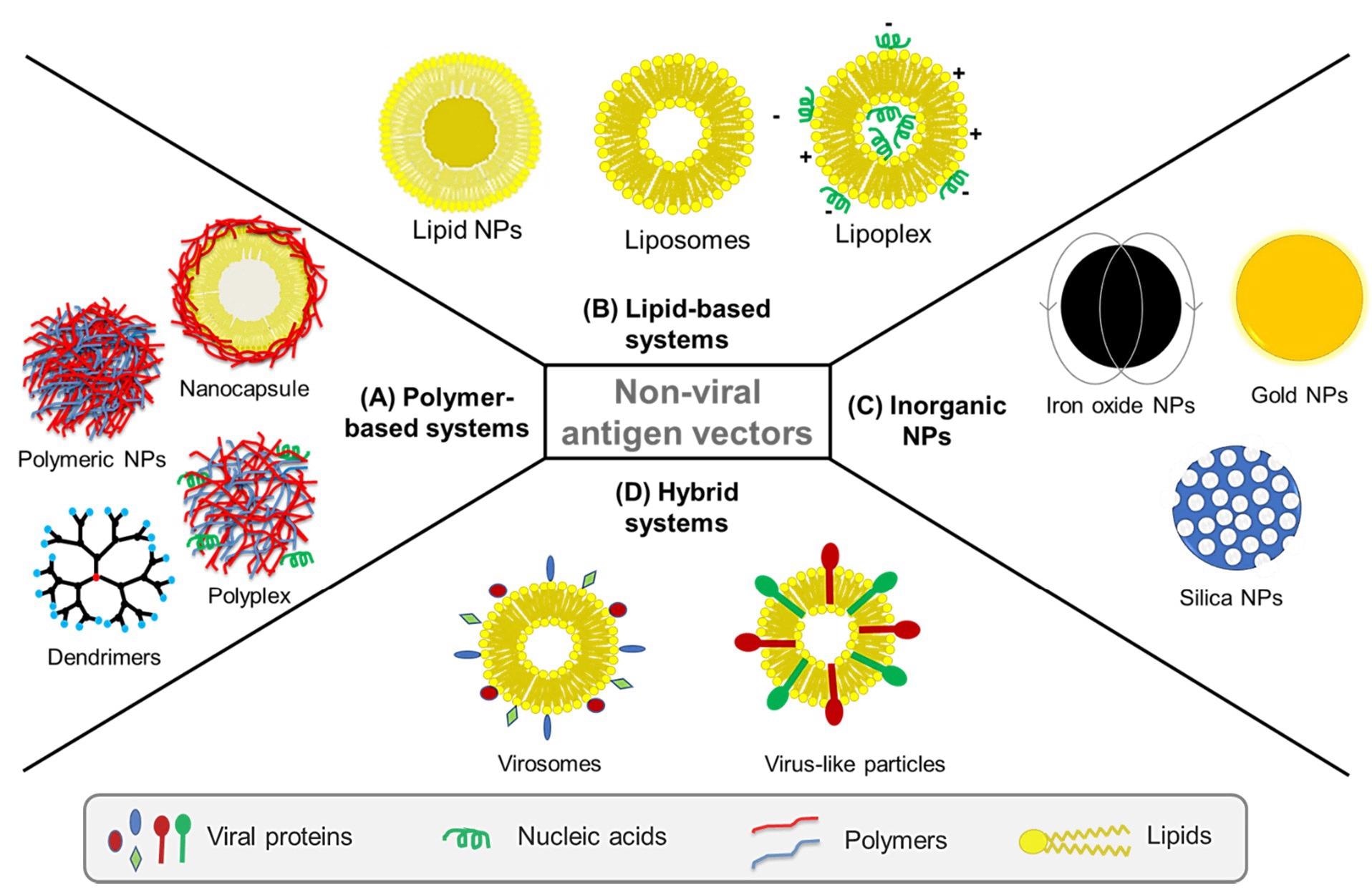 Nonviral vectors used for delivery of vaccines against viruses are classified into: (A) polymer-based systems such as polymeric nanoparticles (NPs), polyplexes, polymeric dendrimers and polymeric nanocapsules, (B) lipid-based systems such as liposomes, lipid NPs and lipoplexes, and (C) inorganic NPs such as iron oxide, gold, and mesoporous silica NPs. In addition to nonviral vectors, (D) hybrid systems such as virosomes and virus-like particles (VLPs) have been also developed to combine nonviral systems like liposomes with viral elements, for instance decorating liposomes with viral glycoproteins to imbue the system with viral immunogenicity.