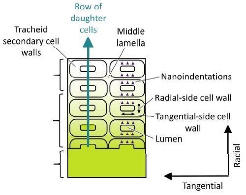 Diagram illustrating how to design an experiment by taking advantage of a row of daughter cells to study the effects of a treatment, such as an adhesive or a coating, on the properties of the cell wall with high sensitivity.