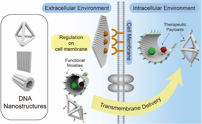 The regulation of biological functions on the cell membrane and in the cytoplasm by self-assembled DNA nanostructures.