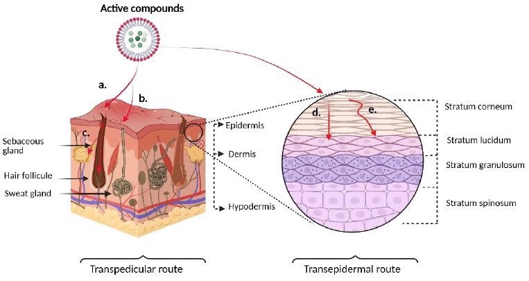Schematic representation of the routes of skin penetration of active compounds. On the left, a transpedicular route consists of a. entry through hair follicle, b. entry through sweat glands, c. entry through sebaceous glands. On the right, transepidermal route. d. Transcellular pathway, e. Intercellular pathway.