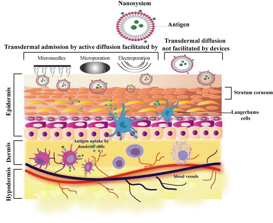 Schematic representation of the mechanisms involved in immunization based on nanoparticles, either using combined techniques or design of nanoparticles by passive diffusion. Once the stratum corneum has been crossed, the antigens can interact with cells of the immune system already described.