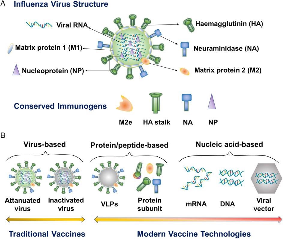 Schematic illustration of influenza virus structure, conserved influenza immunogens, and modern influenza vaccine types. M2e, M2 extracellular domain. VLP, virus-like particle.
