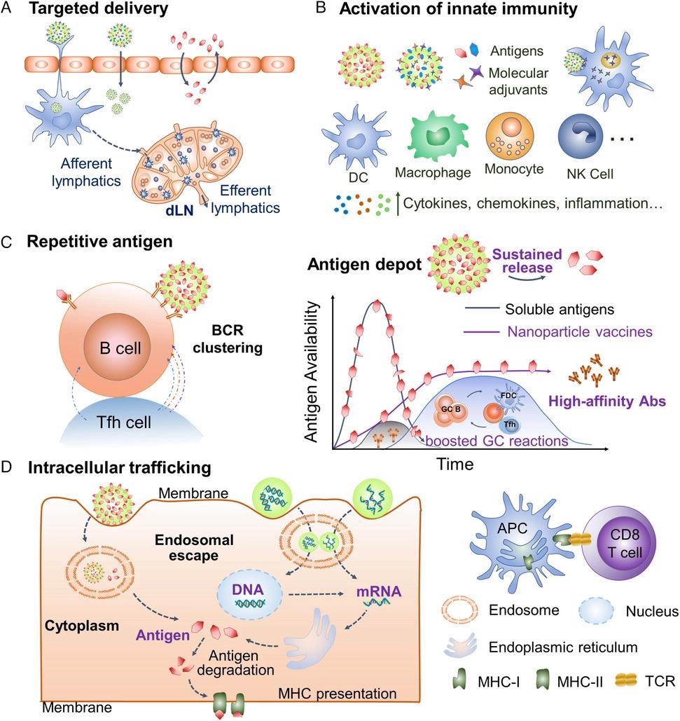 Intriguing characteristics of engineered nanoparticle vaccine platforms. a) Nanoparticles facilitate targeted antigen/adjuvant delivery to dLNs and immune cells. b) Nanoparticles cooperate with molecular adjuvants to induce innate immunity. c) The nanosize, high antigen loads, and controlled antigen releases enhance B cell activation and GC reactions, producing high-affinity antibody responses. d) Nanoparticles trafficking cargos into the cytoplasm facilitate cross-presentation of exogenous antigens and delivery of nucleic acid vaccines. dLNs, draining lymph nodes. GC, germinal center. Abs, antibodies. bnAbs, broadly neutralizing antibodies. NK, natural killer. MHC, major histocompatibility complex. TCR, T-cell receptor.