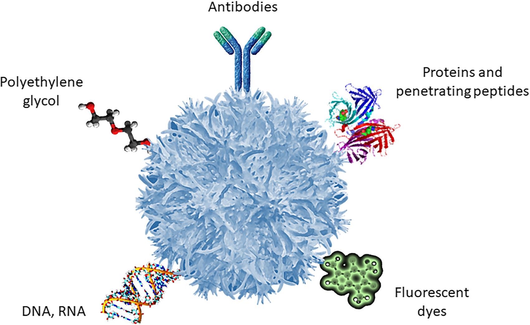 Common ligands of surface functionalization of polymeric nanoparticles