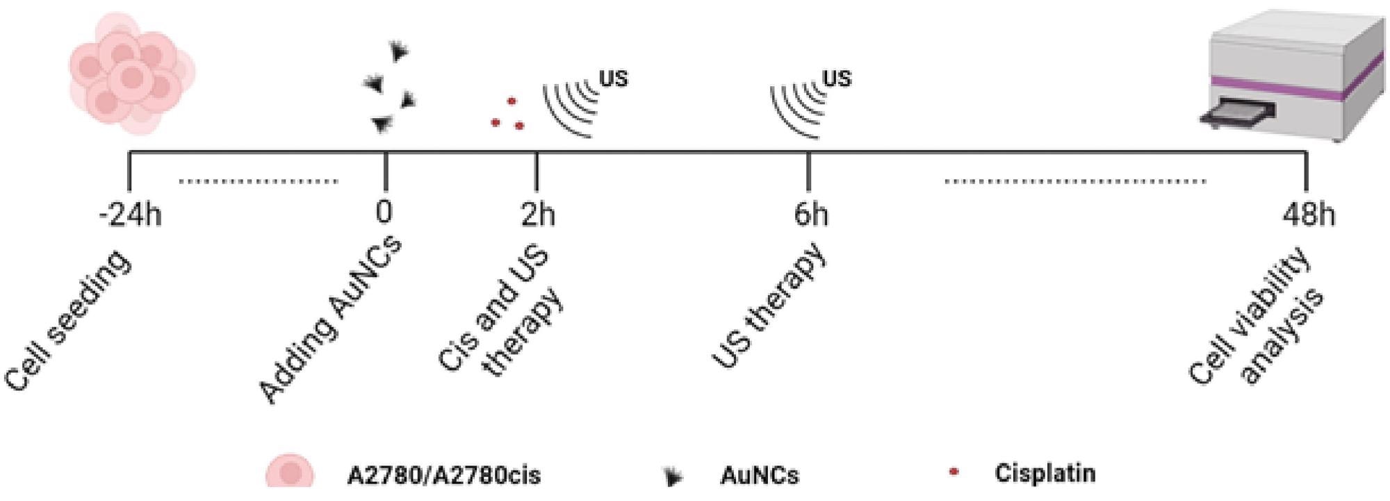 Timeline of study. 40,000 A2780/A2780cis cells were separately seeded in each well. 2 h after the addition of 100 µm/mL AuNCs;4.3 µM Cis and US therapy were applied. After 6 h, US therapy was applied again, and after 48 h of incubation, cell viability analyzes were performed.