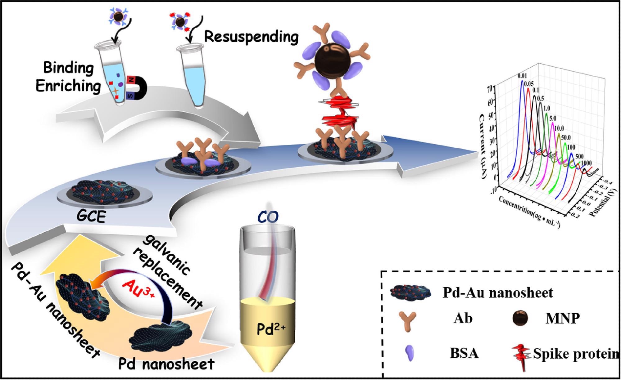 Schematic illustration of the magnet-assisted electrochemical immunosensor based on Pd-Au nanosheets.