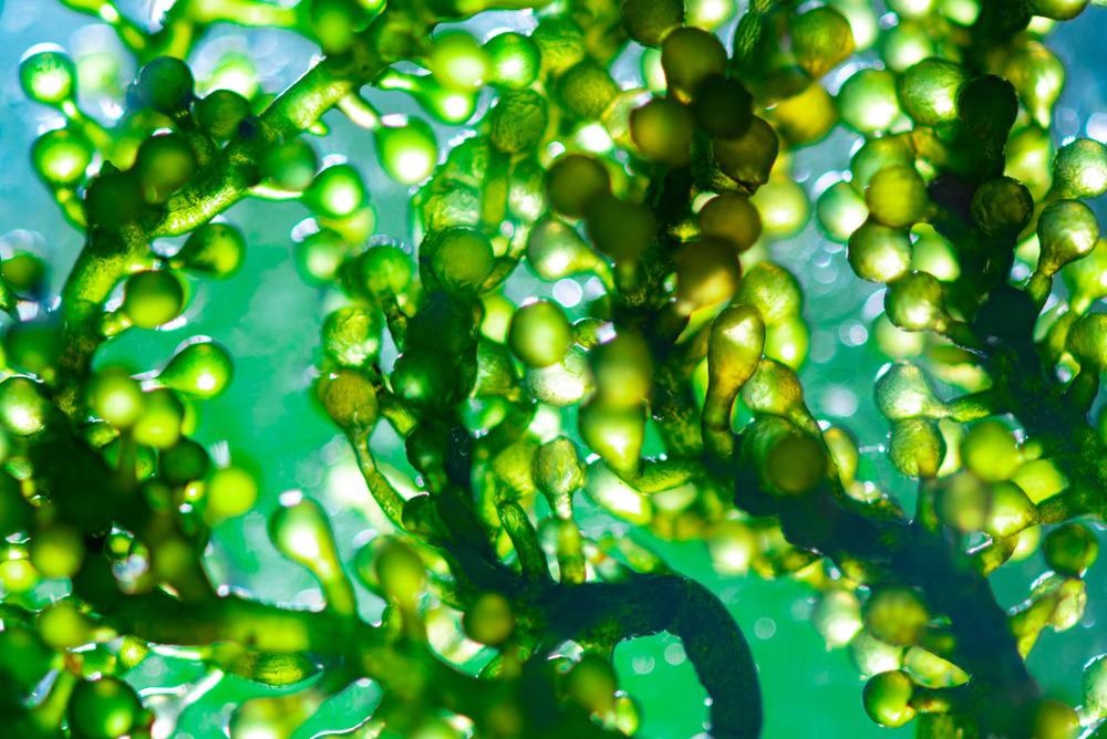 Economic Production ZnO/Ag Nanoparticles Explored for Anti-Algal Use