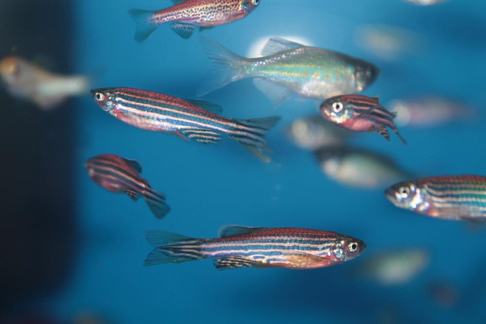 Zebrafish Model Exposes Biological Effects of Nanoplastics