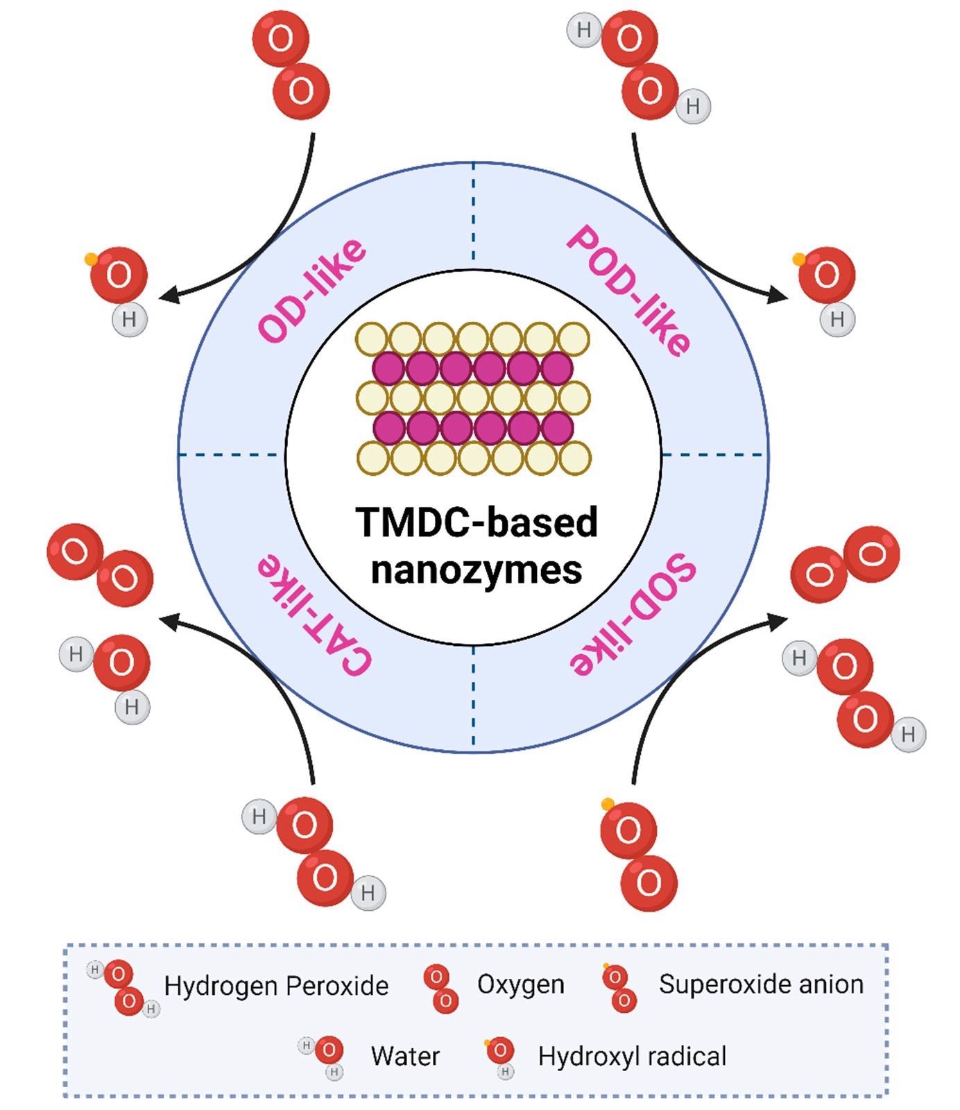 Different enzymatic activities and their mechanisms followed by TMDC-based NZs.
