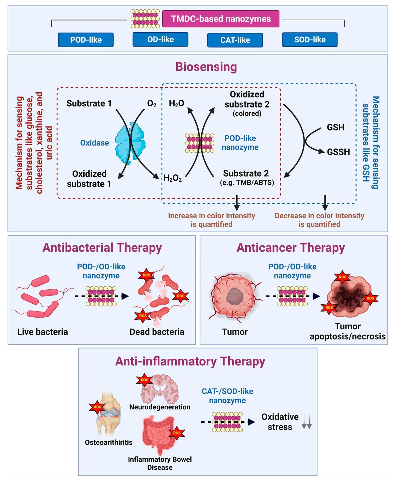 Summary of TMDC-based NZs, their nanozymatic activities, and biomedical applications—biosensing, antibacterial, anticancer, and anti-inflammatory therapy.