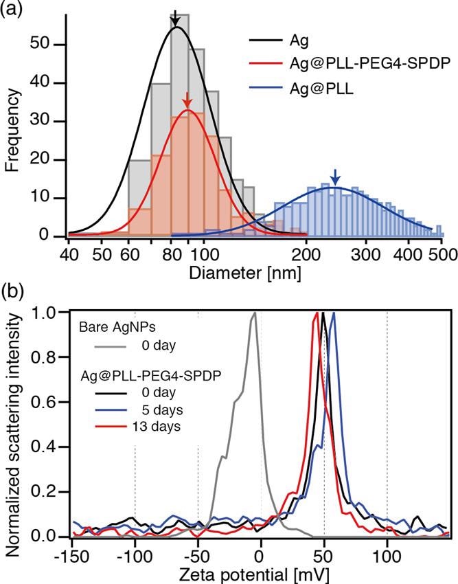 (a) Diameter distribution of bare Ag, Ag@PLL-PEG4-SPDP, and Ag@PLL nanoparticles, obtained by optical interferometric measurements. (b) Time-dependent ?-potential measurements of bare Ag and Ag@PLL-PEG4-SPDP nanoparticles.